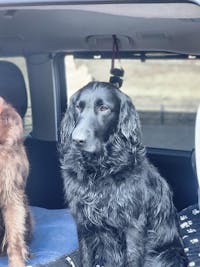 ニュートリーツ バイタルズプラス 犬用 オメガ3 関節皮膚サポート サプリメント