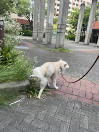 ニュートリーツ バイタルズプラス 犬用 オメガ3 関節皮膚サポート サプリメント