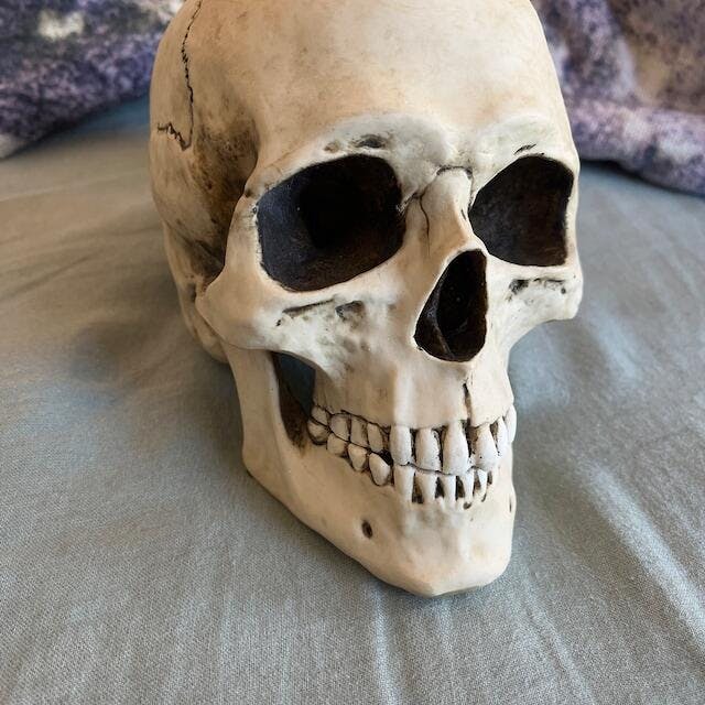 Fake human shops skull replica oddities