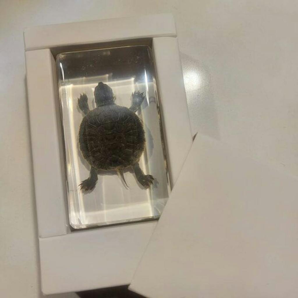 Turtle in Acrylic, Resin Turtle Specimen, Oddities, Curiosities