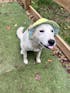 Lola Pine Dog Bucket Hat