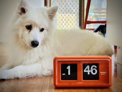 Jadco Wylie Compact Digital Flip Card Wall & Desk Clock, Orange, 20cm