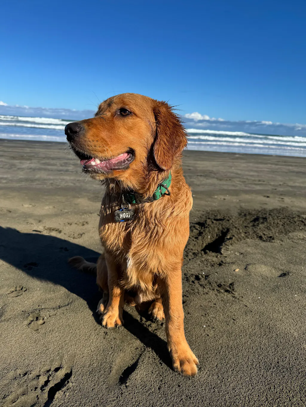 The Vienna Waterproof Dog Collar