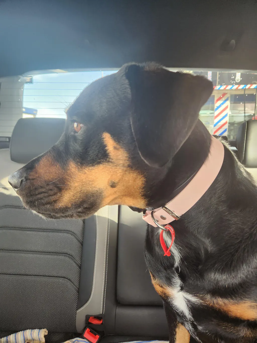 The Vienna Waterproof Dog Collar