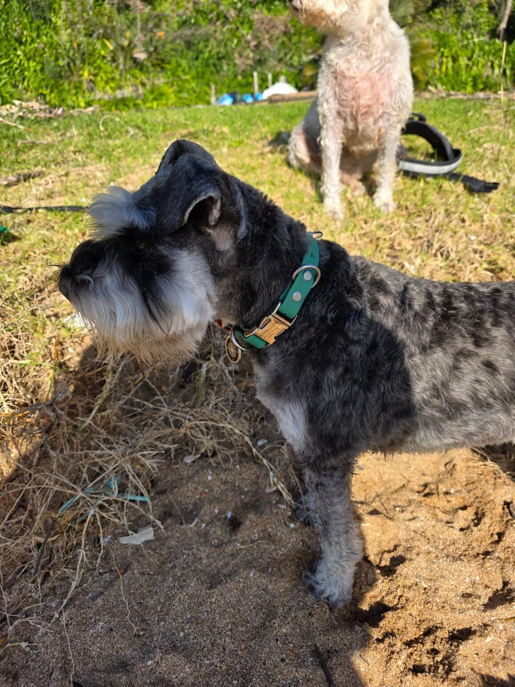 The Vienna Waterproof Dog Collar