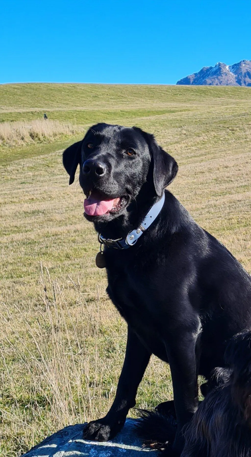 The Vienna Waterproof Dog Collar