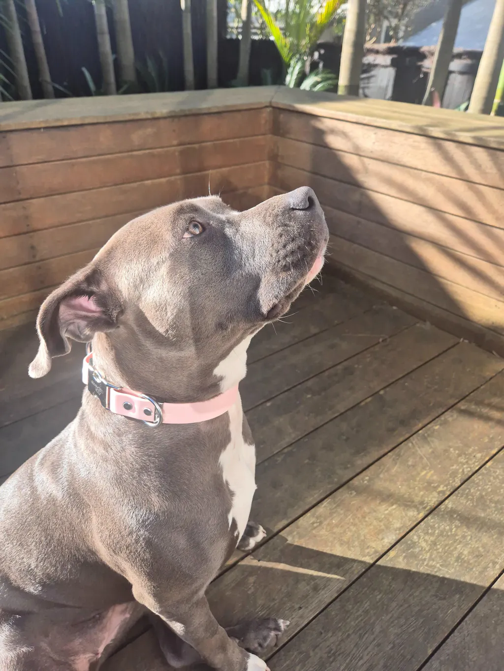 The Vienna Waterproof Dog Collar