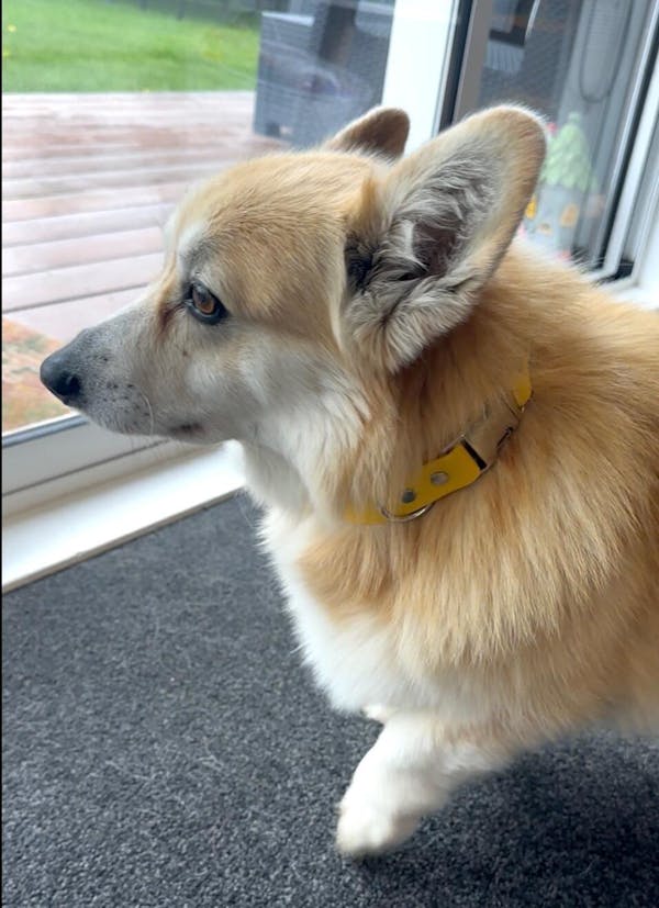 The Vienna Waterproof Dog Collar