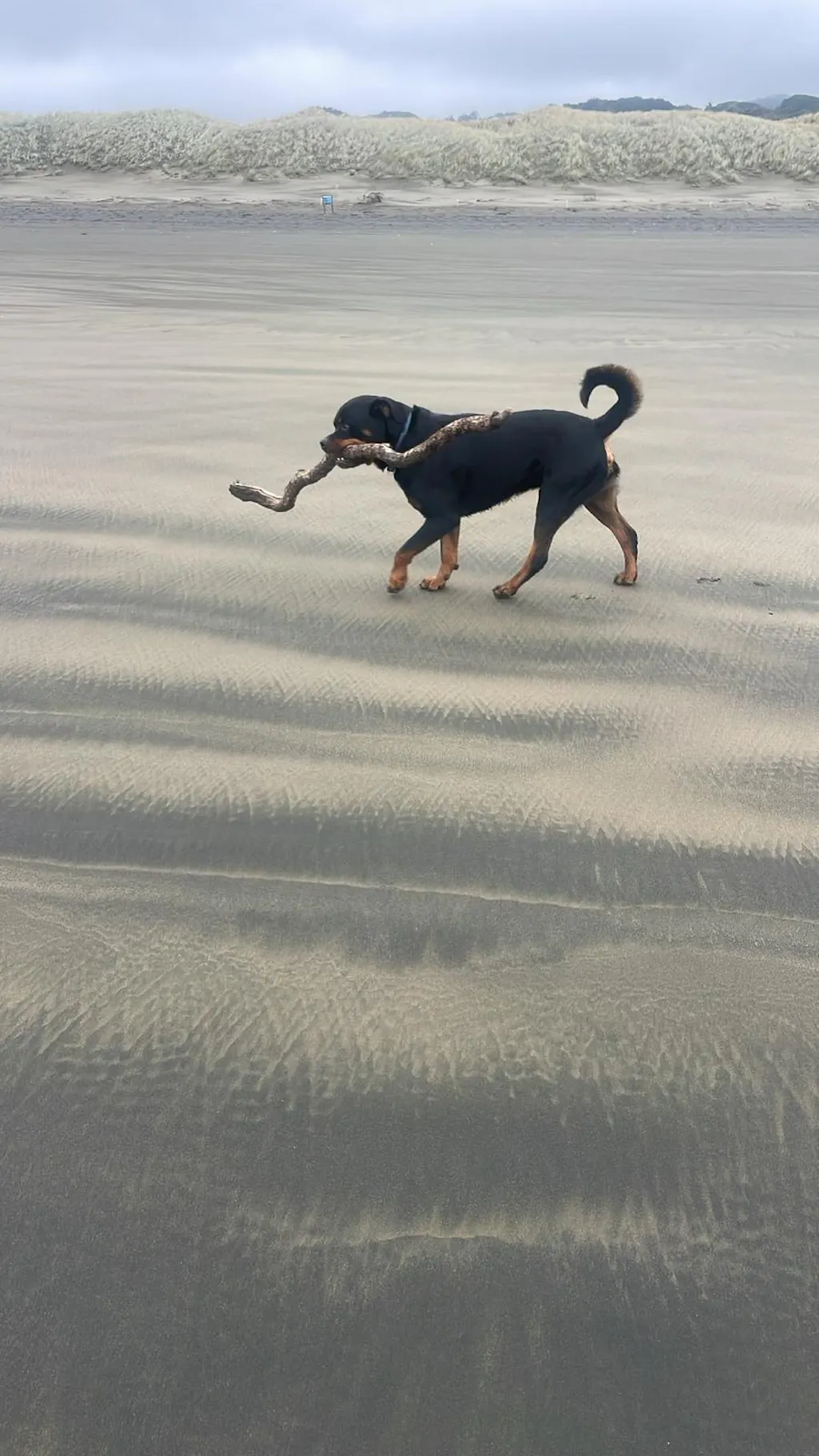 The Vienna Waterproof Dog Collar