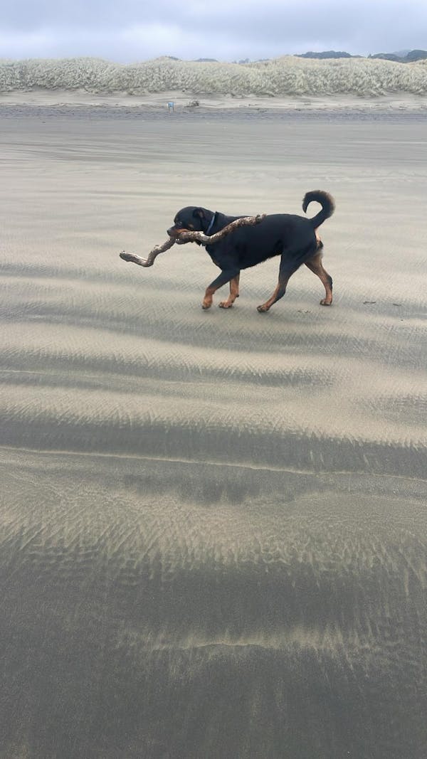 The Vienna Waterproof Dog Collar