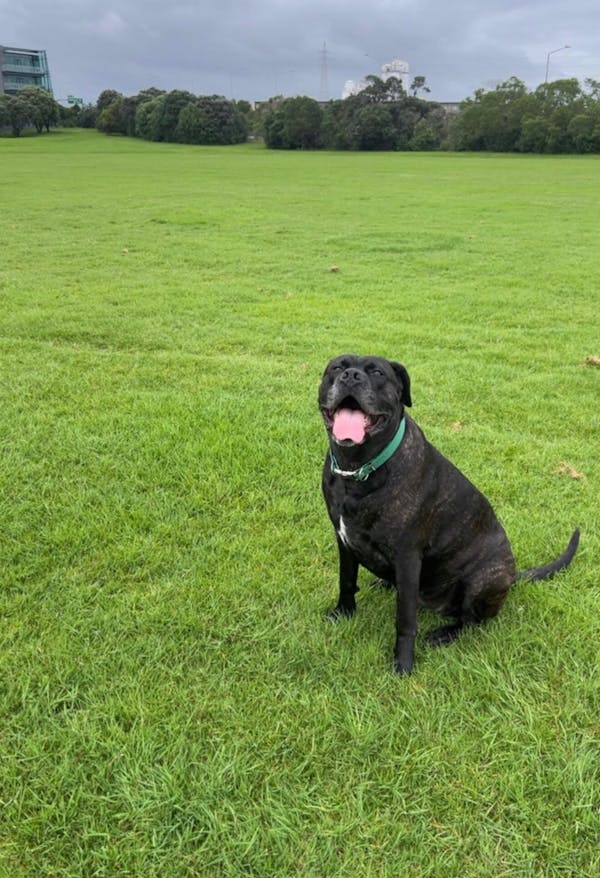 The Vienna Waterproof Dog Collar