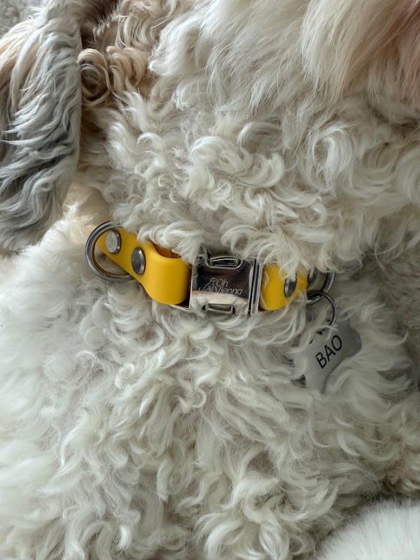 The Vienna Waterproof Dog Collar