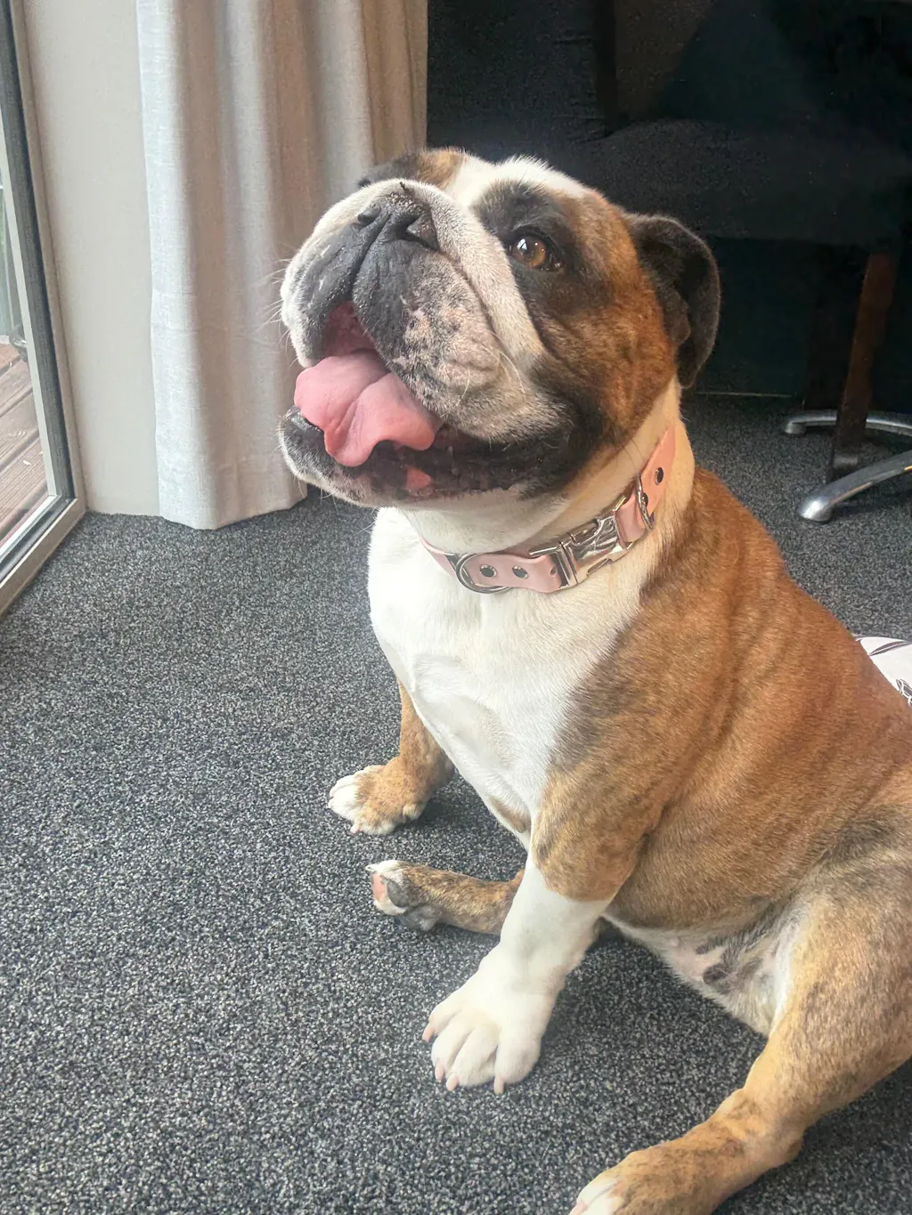 The Vienna Waterproof Dog Collar