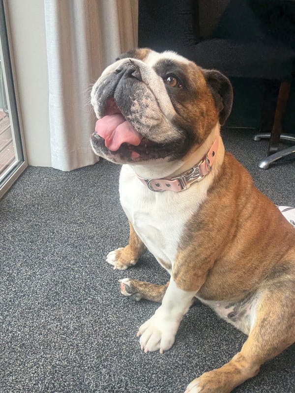 The Vienna Waterproof Dog Collar