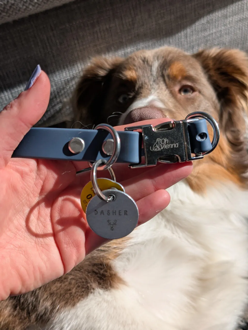 The Vienna Waterproof Dog Collar