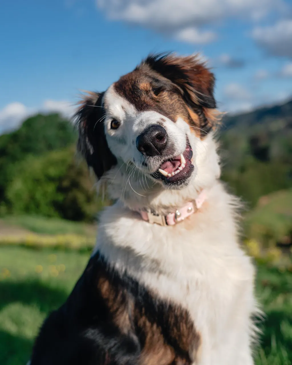 The Vienna Waterproof Dog Collar