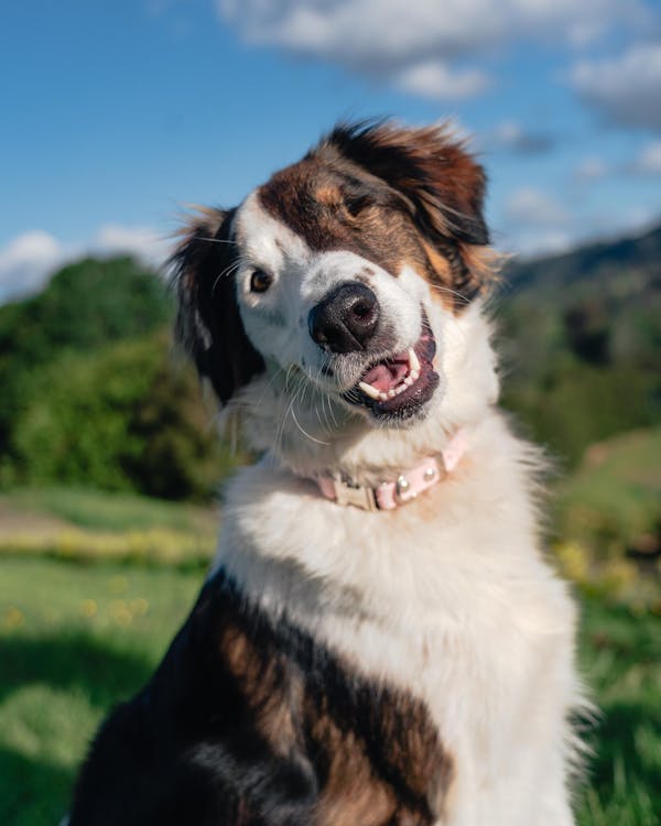 The Vienna Waterproof Dog Collar