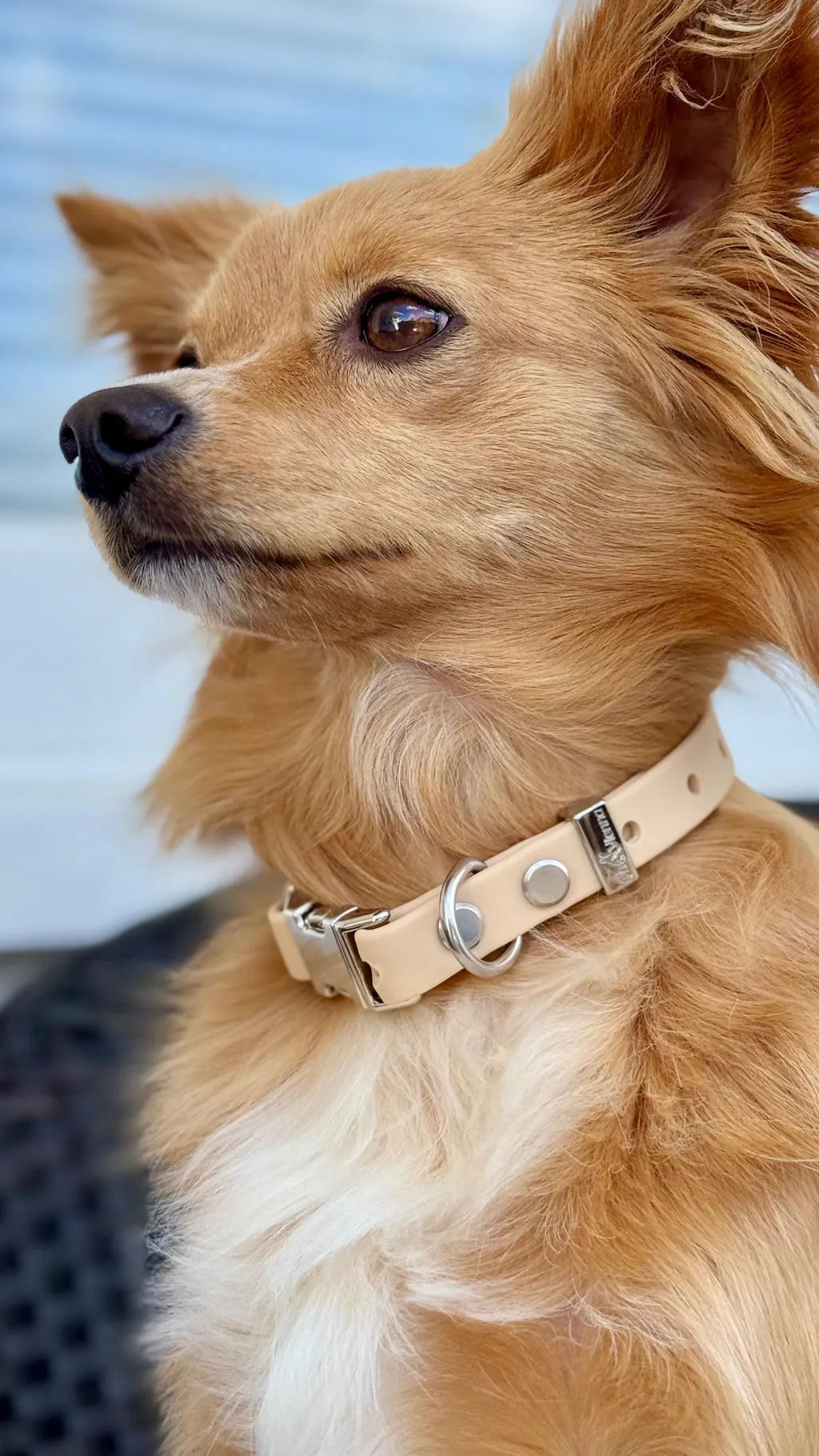 The Vienna Waterproof Dog Collar