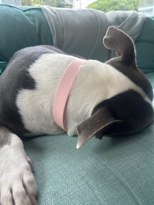 The Vienna Waterproof Dog Collar