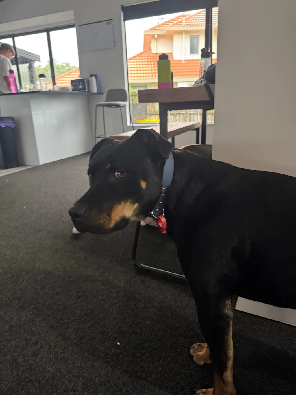 The Vienna Waterproof Dog Collar