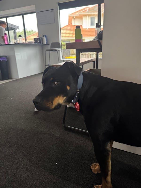 The Vienna Waterproof Dog Collar