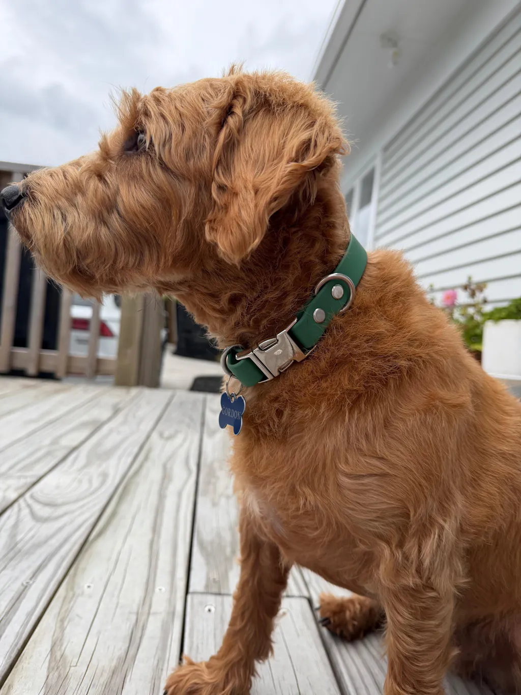 The Vienna Waterproof Dog Collar