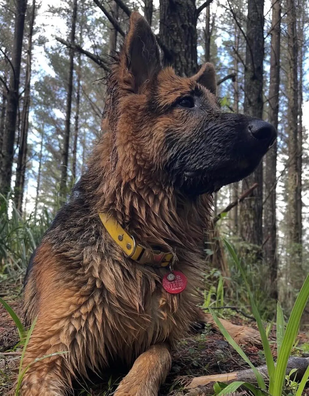 The Vienna Waterproof Dog Collar