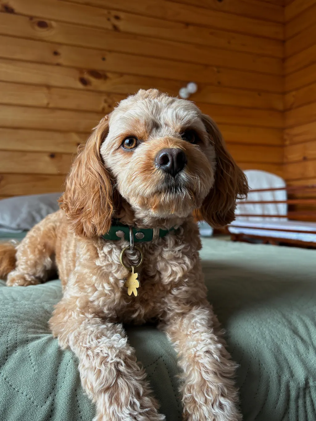 The Vienna Waterproof Dog Collar