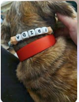 collar antiparásitos natural