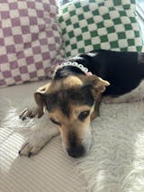 collar antiparásitos natural