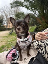 collar antiparásitos natural