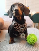 Arnés ajustable Kenia