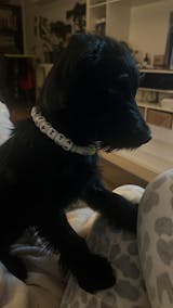 collar antiparasitario natural pastel