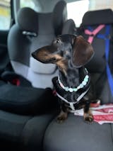 collar antiparásitos natural