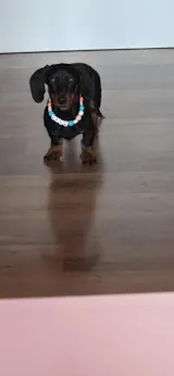 collar antiparasitario natural mar