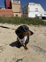 Arnés ajustable Tropical