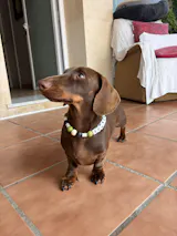 collar antiparasitario natural pistacho