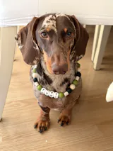 collar antiparasitario natural pistacho