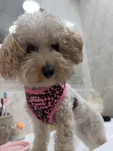 correa Kenia pink