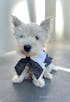 Dainty Dapper Sailor Bow