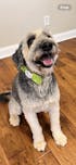 Personalized Party Green Handmade Dog Collar bow tie