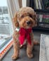 Christmas Red velvet Handmade Sailor bowtie for your pets