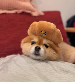 Croissant Nosework Toy