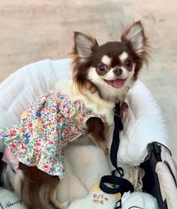 Socks Rope Tug Toy - Rabbit / Bear