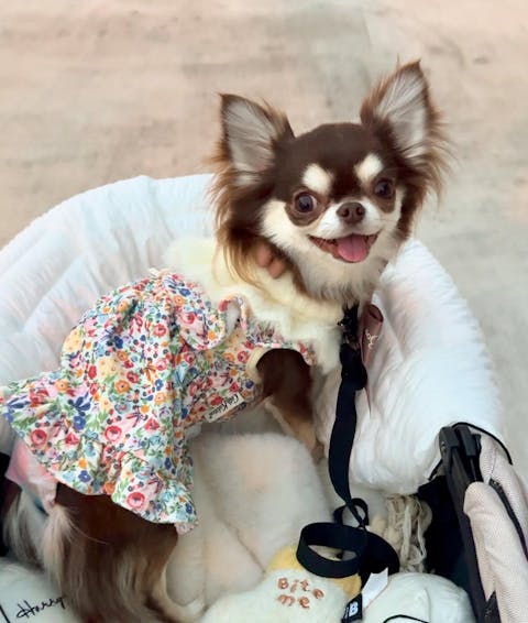 Socks Rope Tug Toy - Rabbit / Bear