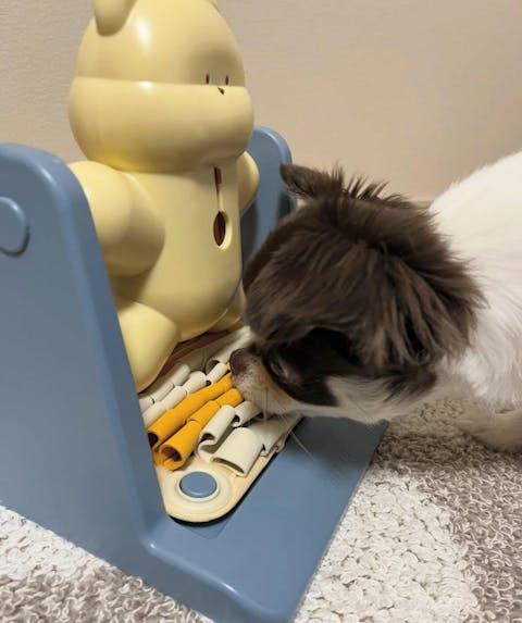 Braining Spin and Snack Squirrel Toy