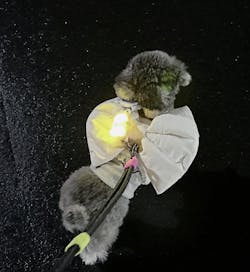 Jelly Bear LED Rechargeable Blinker - 3 Colors