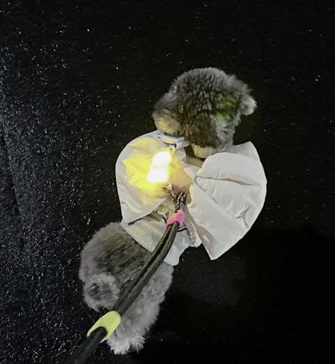 Jelly Bear LED Rechargeable Blinker - 3 Colors