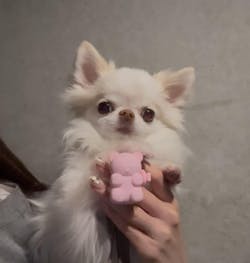 Jelly Bear LED Rechargeable Blinker - 3 Colors