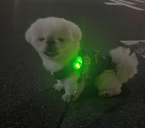 Jelly Bear LED Rechargeable Blinker - 3 Colors